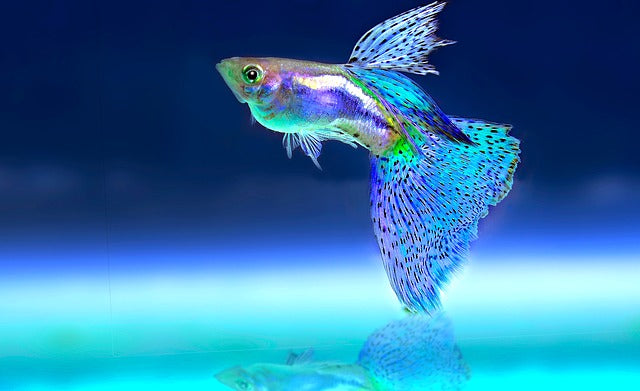 3 Types Of Fishing Traps